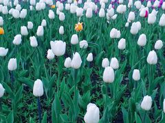 -长春公园(普阳街道)