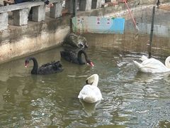 -合肥野生动物园