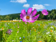 -武陵山森林公园