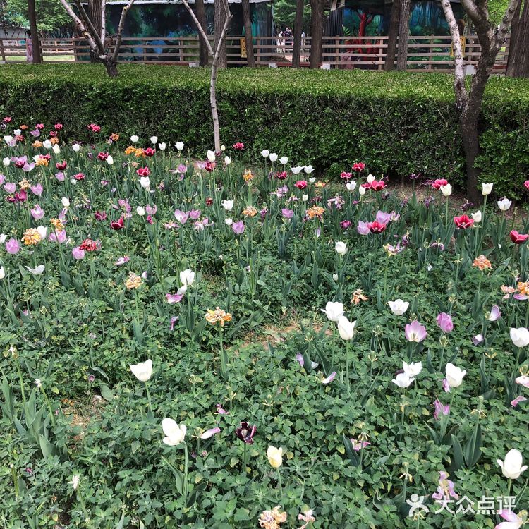 我们今天去那里野餐了，有成片的草地