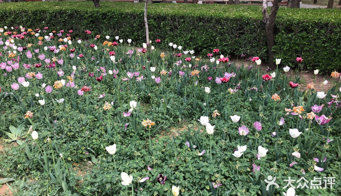 我们今天去那里野餐了，有成片的草地