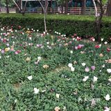 我们今天去那里野餐了，有成片的草地