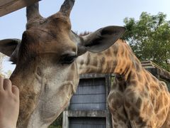 -清迈夜间动物园