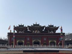 -塔尔寺-菩提树