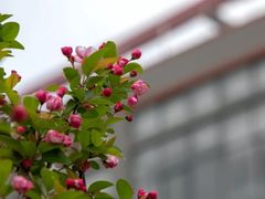 -金陵中学(河西分校)