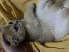 -关爱宠物医院·猫科中心·消化科(滨湖万达分院)