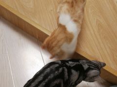 -猫和宫(六道口店)
