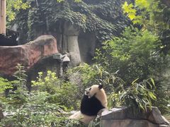 -成都大熊猫繁育研究基地