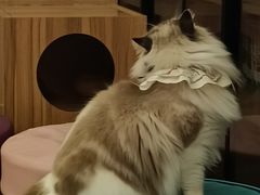 -MOCHA明星猫咖(田子坊店)