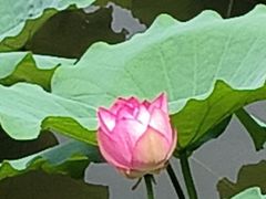 -荔湾湖公园