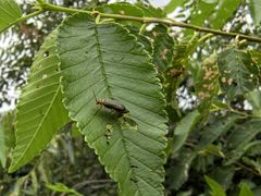 -北京西山国家森林公园