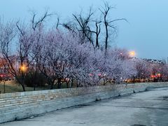 -天津东丽湖风景区
