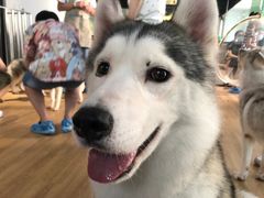 -Husky Go! 哈士奇体验馆·宠物咖啡厅狗咖