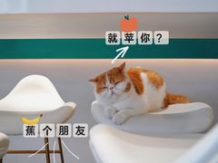 -飞行喵MR PILOT|猫舍·猫咖(静安大融城店)