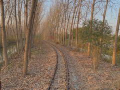 -合肥滨湖国家森林公园