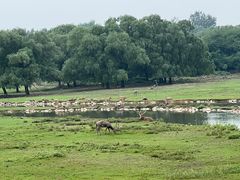 -北京麋鹿生态实验中心