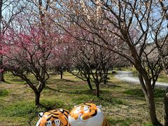 -香雪海