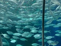 -上海海洋水族馆