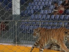 -泉州海丝野生动物世界