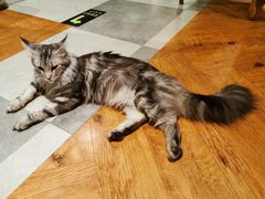 -猫小院猫主题餐厅(三里屯店)