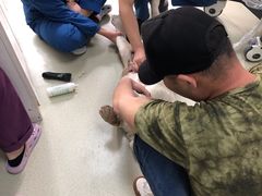 -美联众合宠物医院·爱萌分院·内外科·猫科中心