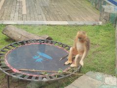 -大连森林动物园