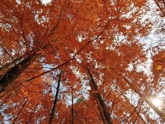 -白鹭湾湿地公园