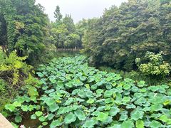 -水绘园