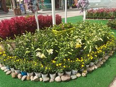 -荷兰花海
