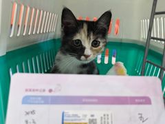 -纳吉亚猫专科动物医院博雅分院
