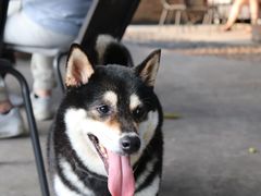 -柴犬高等学院·狗咖·柴犬售卖·宠物训练