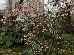 -新虹桥中心花园
