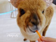 羊驼-千寻布偶家主题咖啡馆