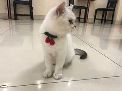 -鼓捣猫呢主题猫咖店