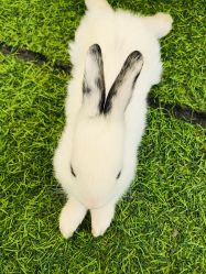 -萌宠亲子动物乐园(槐房万达店)