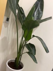 点击看大图 -智美品质医美