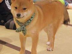 -逗柴咖啡屋·狗咖猫咖宠物桌游