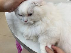 -喵宠乐园·撸猫互动·猫舍