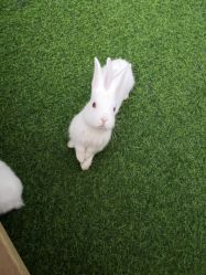 -萌宠亲子动物乐园(槐房万达店)