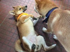 -柴犬高等学院·狗咖·柴犬售卖·宠物训练