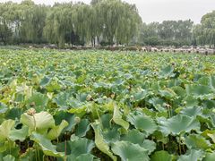 -石家庄市植物园