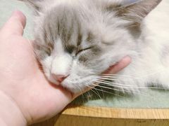 -CAT’S MEWSTAR CAFE·喵星球猫屋(晴湾咖啡店)