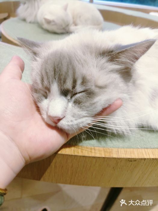 CAT’S MEWSTAR CAFE·喵星球猫屋(晴湾咖啡店)图片