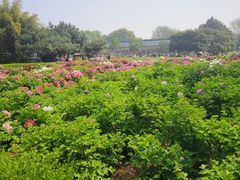 -洛阳市隋唐城遗址植物园