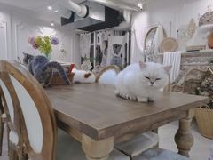 -共舞时光猫咖·狗咖(新街口店)