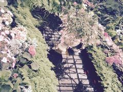 -斐兹洛伊花园