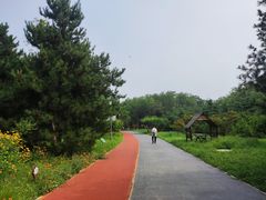 -大兴滨河森林公园