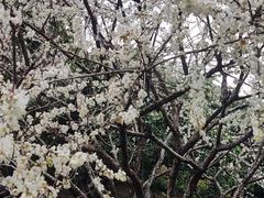 -广州市流溪河国家森林公园