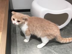-瞄一喵猫咖(格力海岸店)