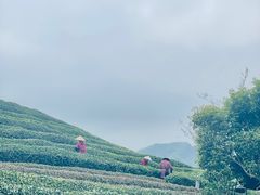 -龙坞茶村